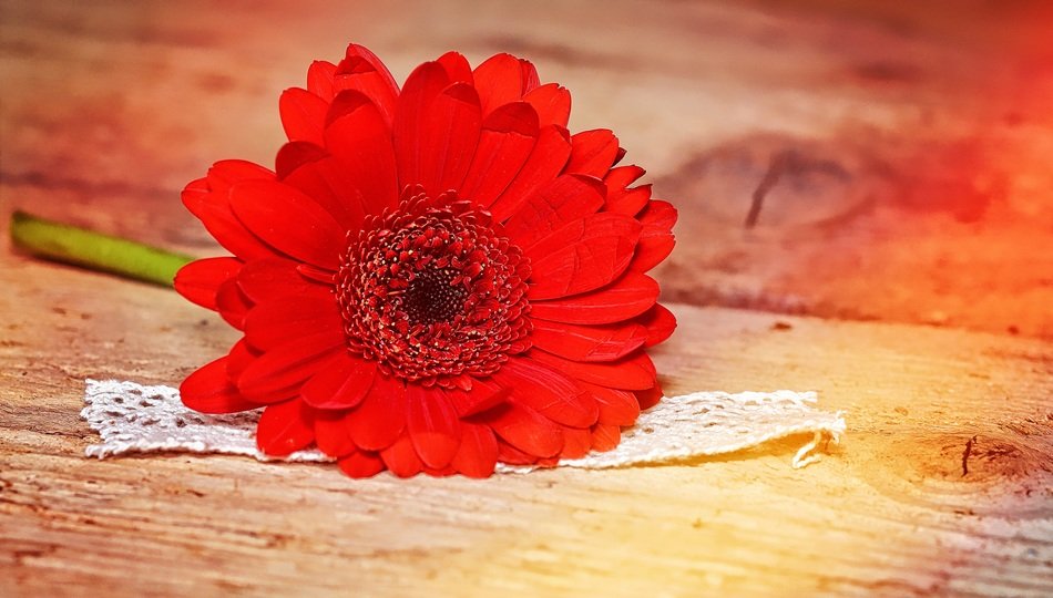 red gerbera on a wooden surface close up