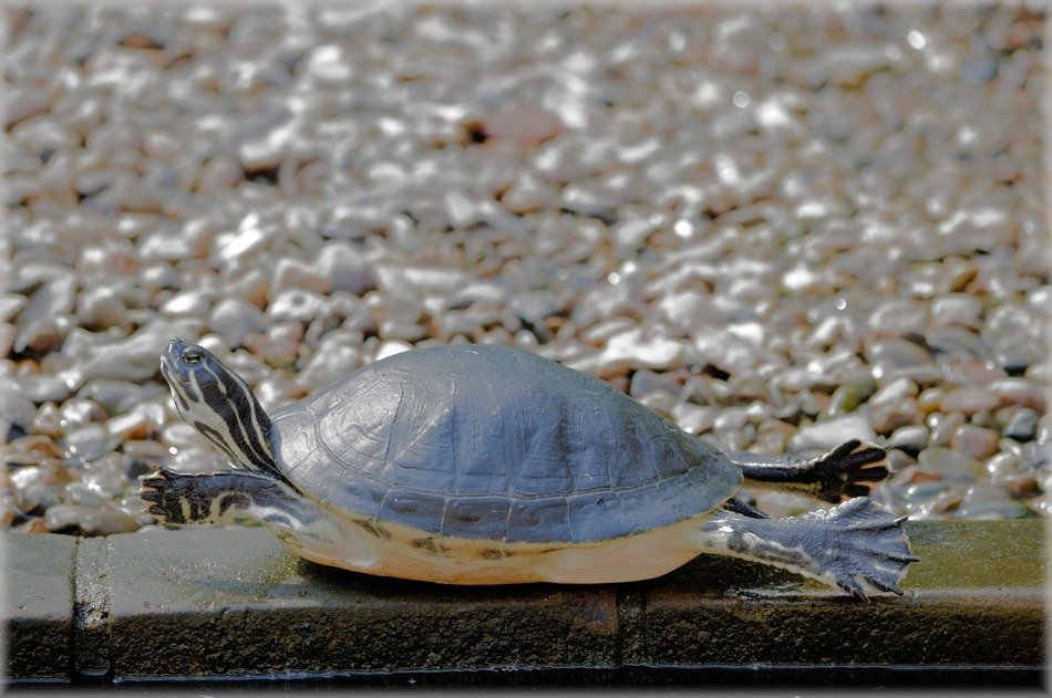 very beautiful turtle