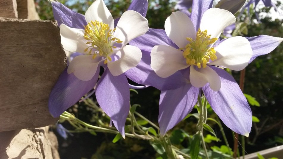 colorful purple flowers