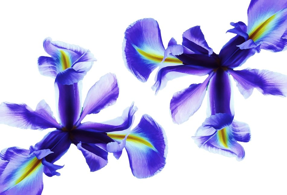 White blue iris flowers on a white background