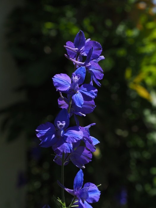Delphinium in the sunlight on a blurred background