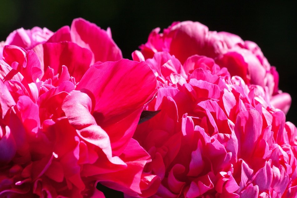 stunningly beautiful peony