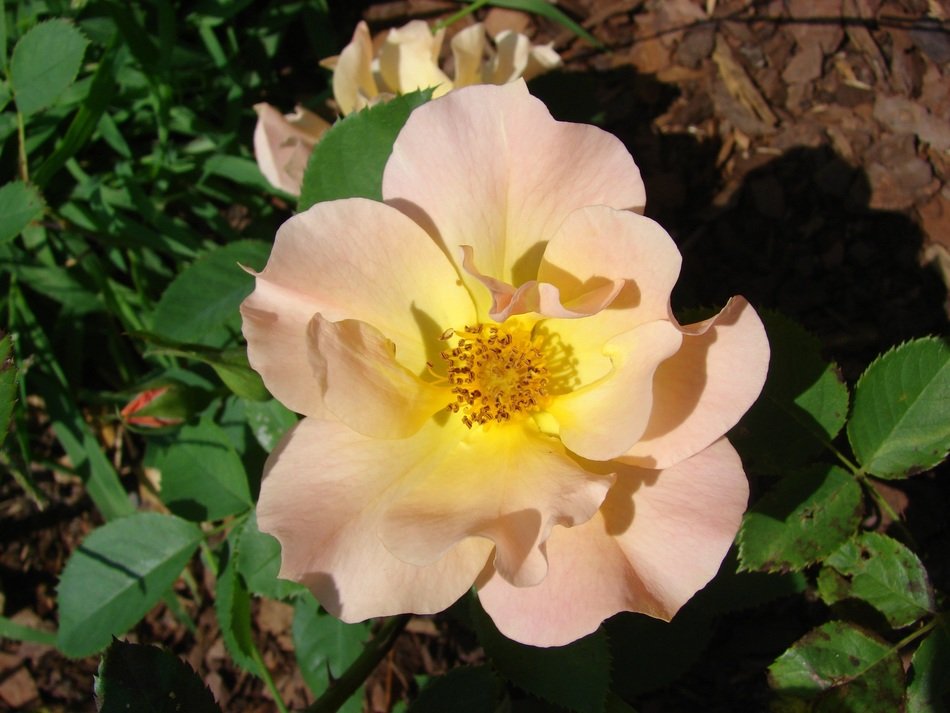 white summer rosehip