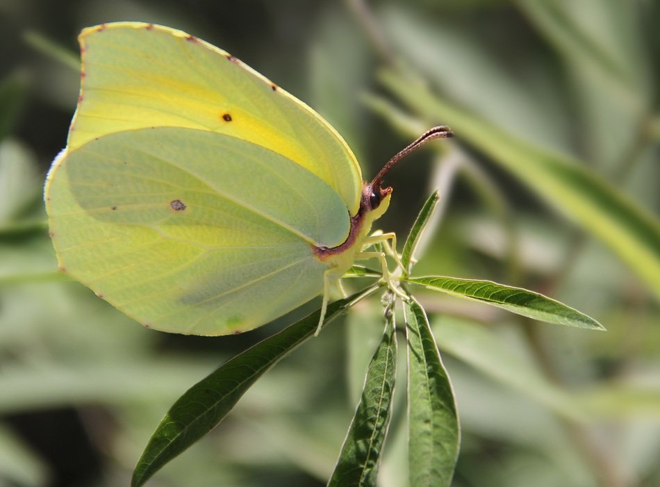 yellow butterfly insect on leaves macro