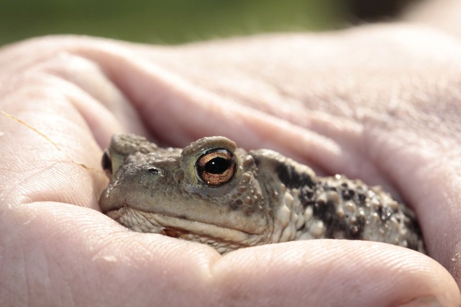 Frog in hand closeup