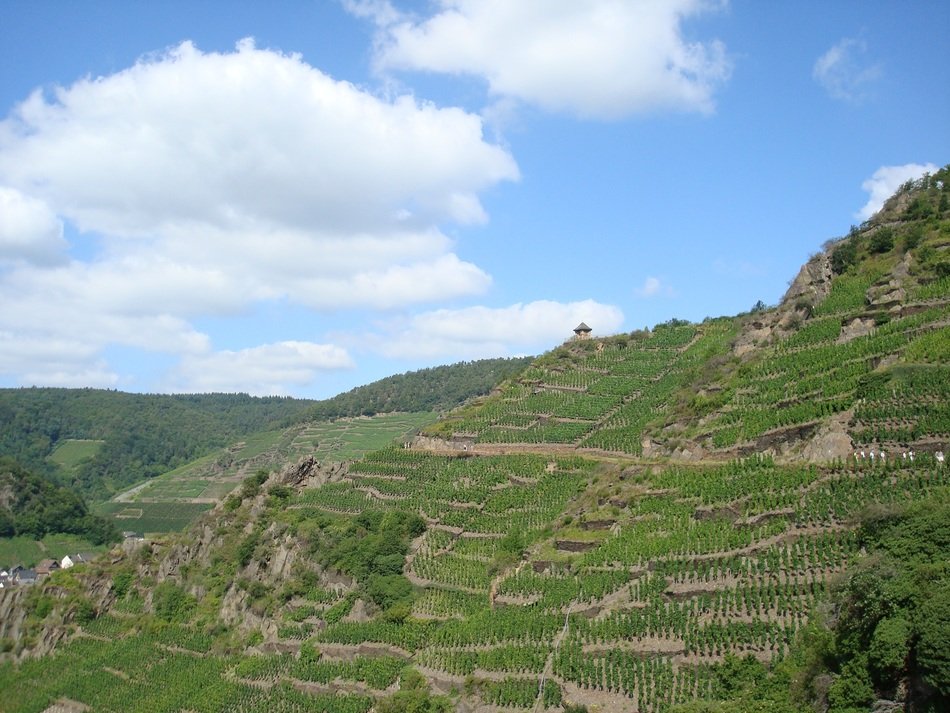 Landscape of green vineyards on a hill