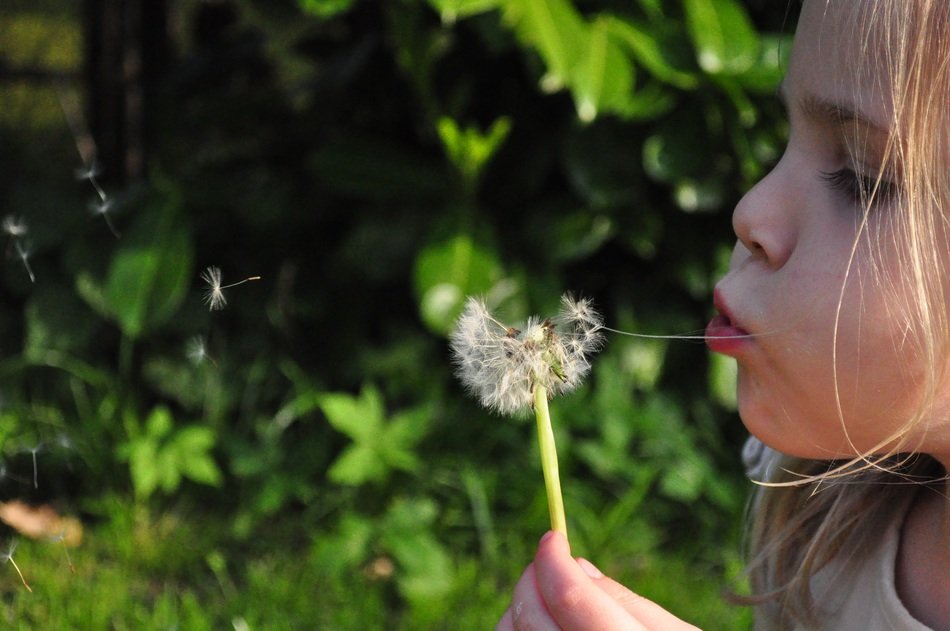 girl is blowing white dandelion at blurred background with the plants