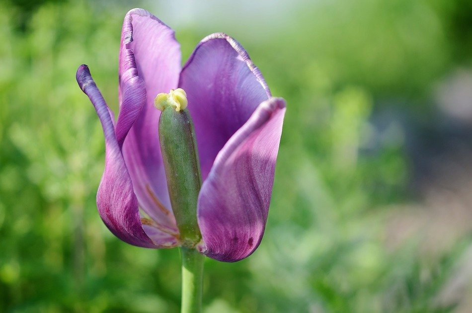 purple tulip in the garden