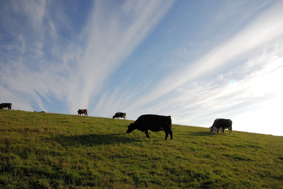 cattle pasture and cloudy sky