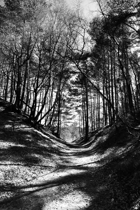 Black and white photo of Heide