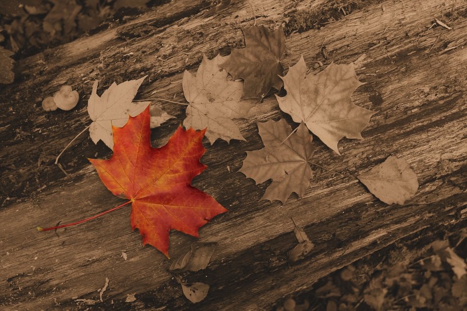 colorless and red maple leaf
