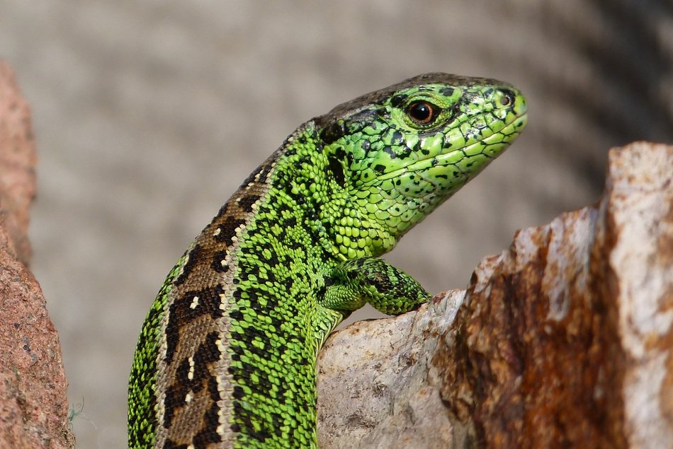 lizard with bright green sides