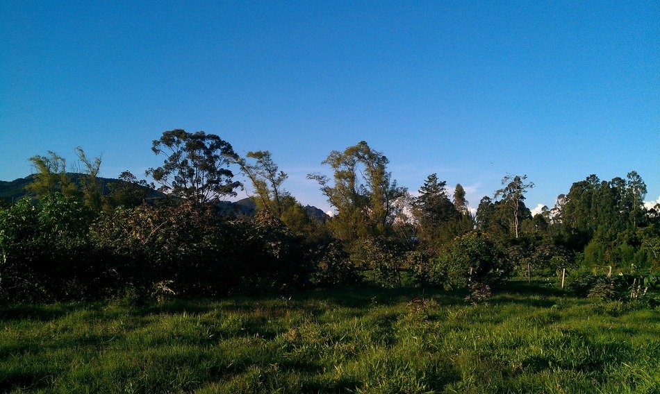 Jungle in the Colombia