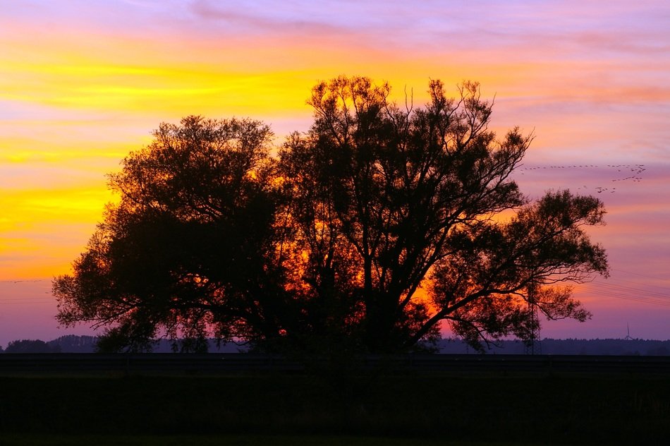 The sun at sunset behind the tree