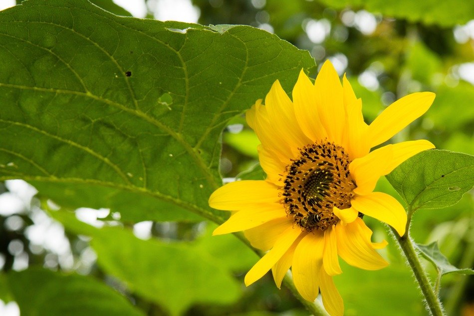 very beautiful sunflower