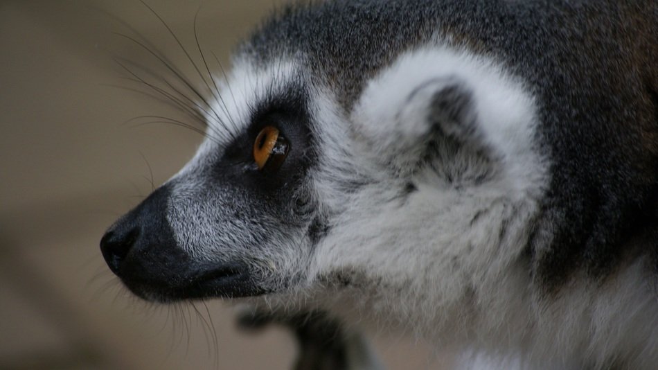 Head of a wild lemur close up