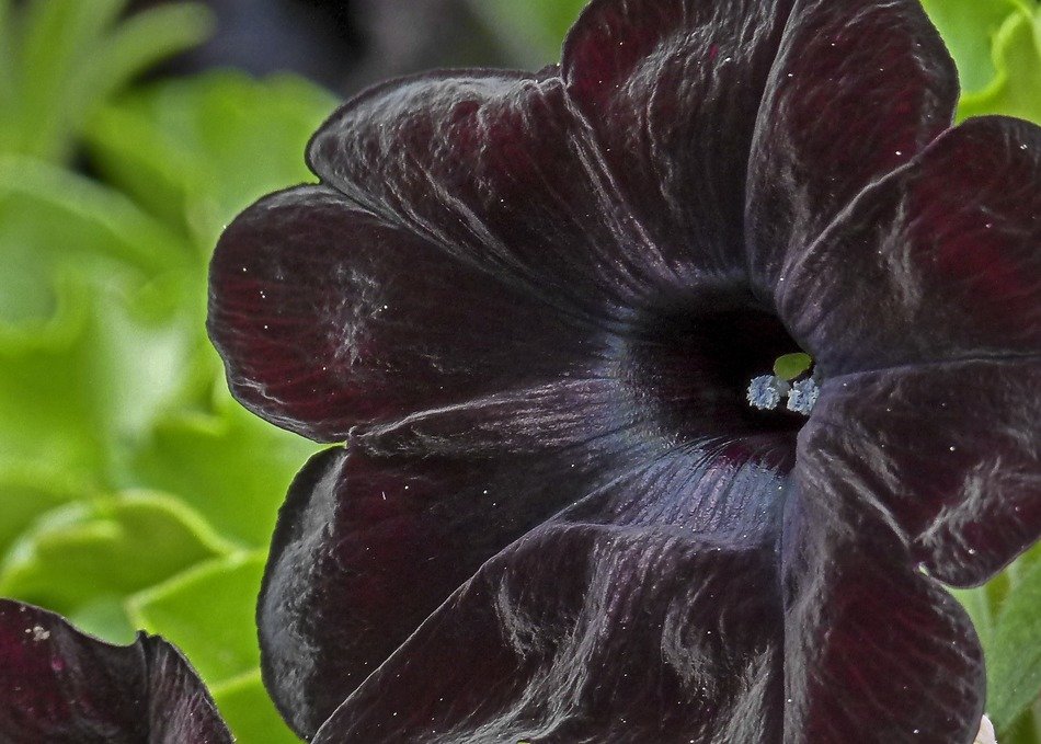 Picture of the deep red black flower