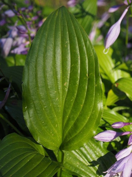leaf green veins plant