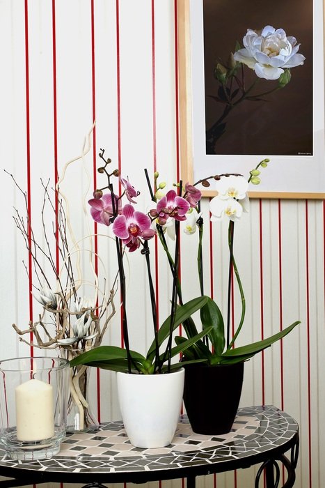 Beautiful and colorful Orchids in the flower pots on a table near the wall with colorful flower painting