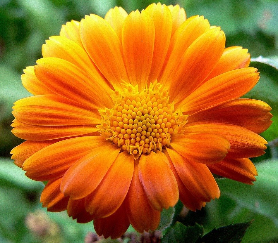 gerbera flower on green background