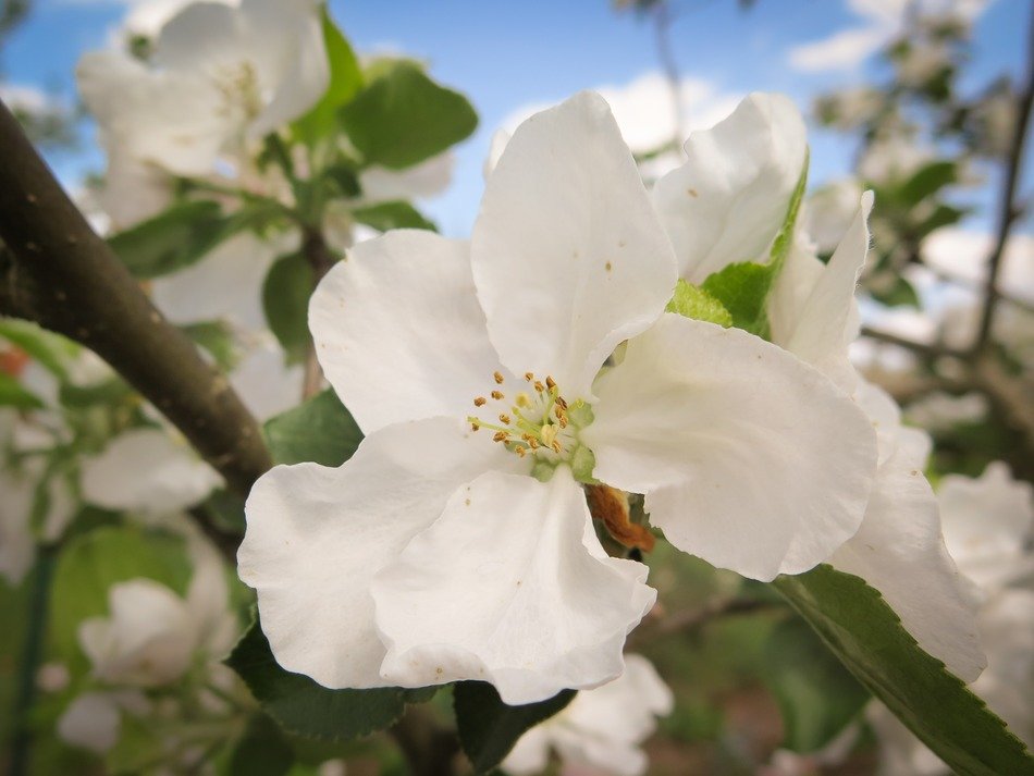 apple tree blossom in the spring