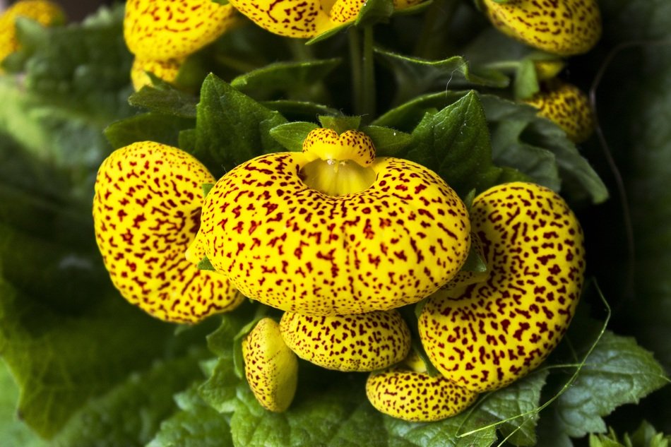 yellow round buds in the garden