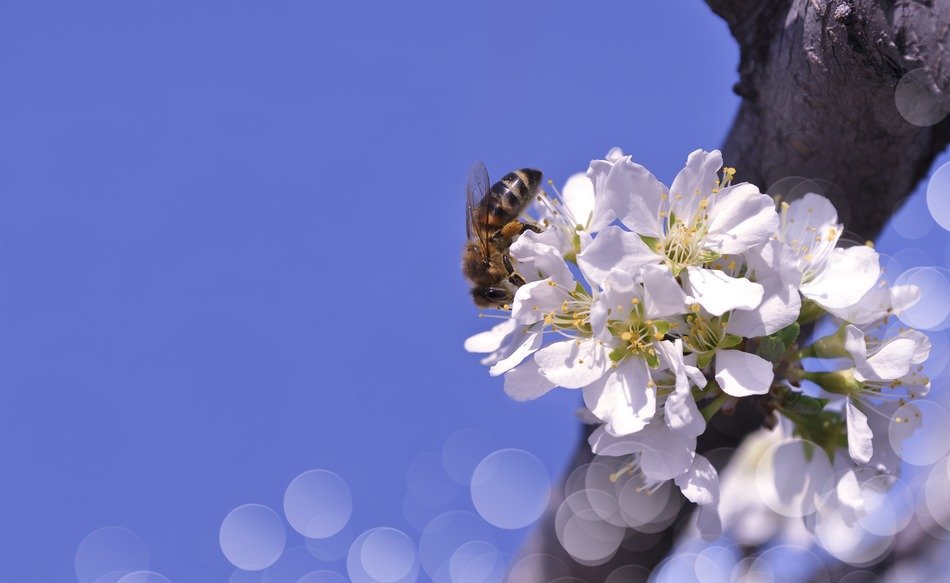 Bee on a branch with white flowers