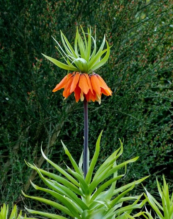 imperial crown plant in the garden
