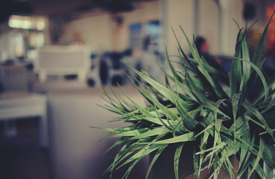 green plant in cafe