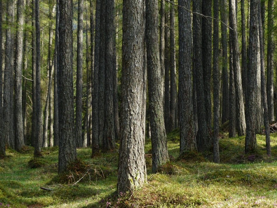 pine family larch forest