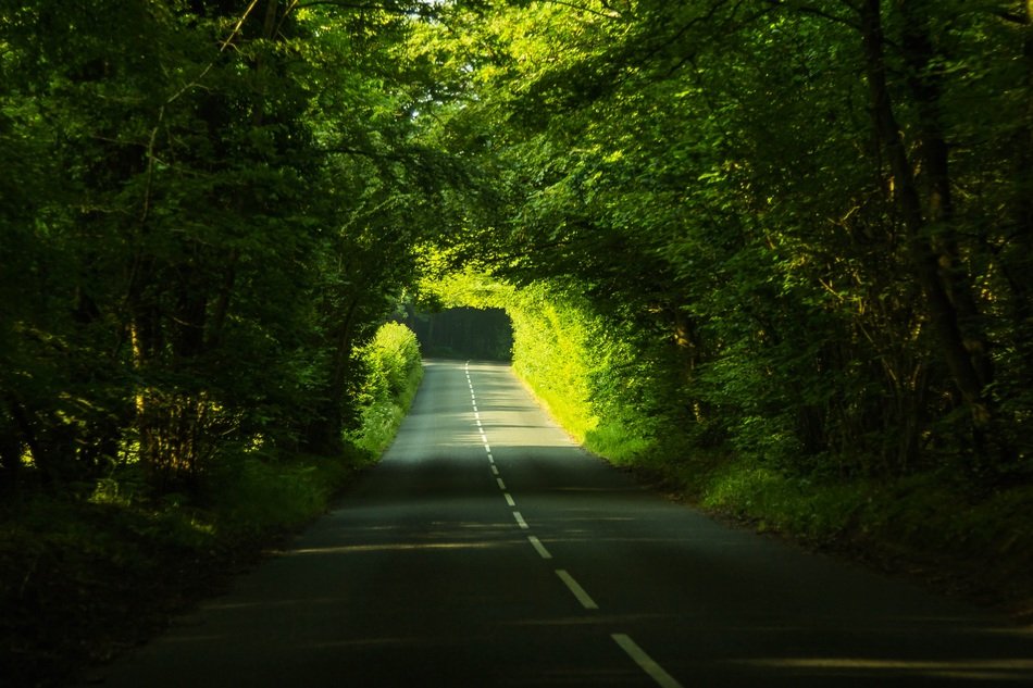 highway through forest alley