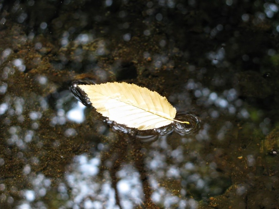 autumn yellow leaf in the puddle