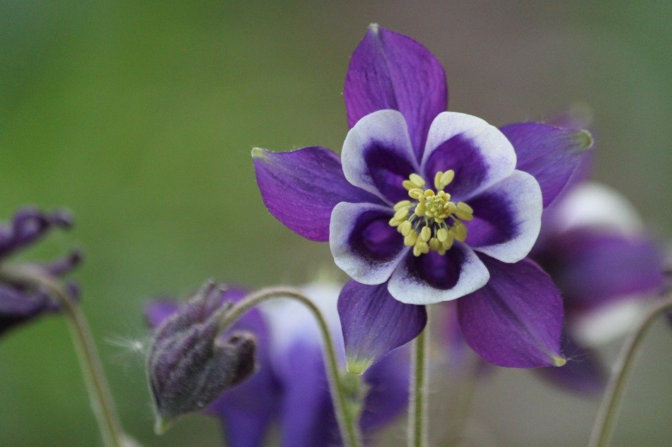 macro photography of purple flower