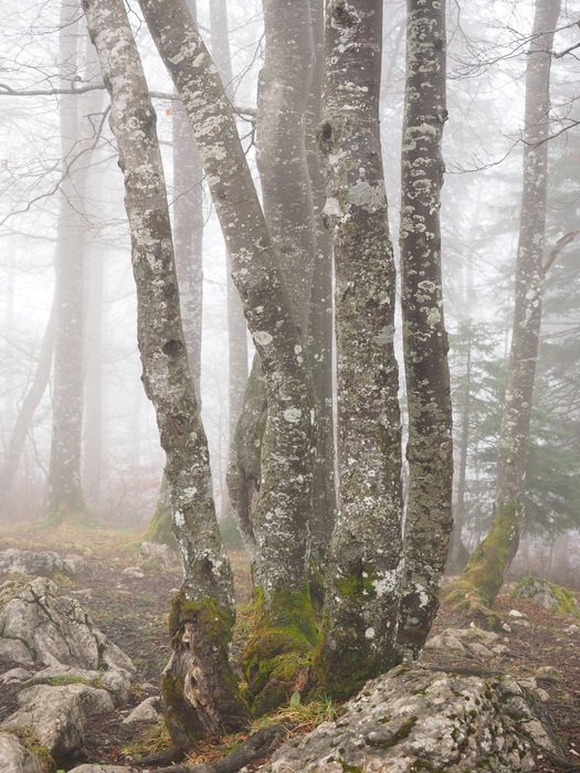 forest trees near Creux du Van