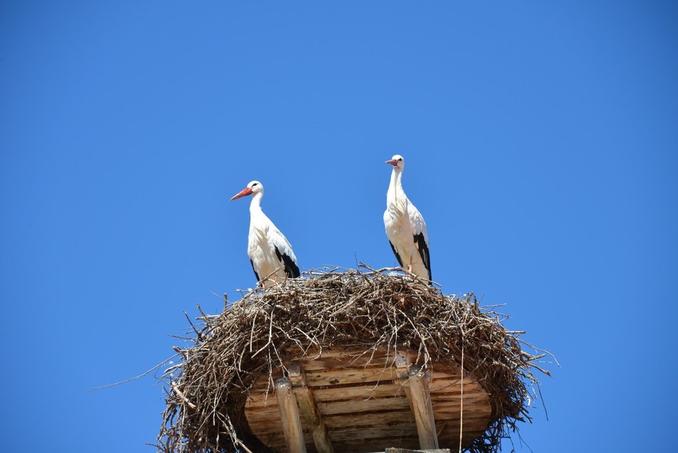 storks in bib nest sky view