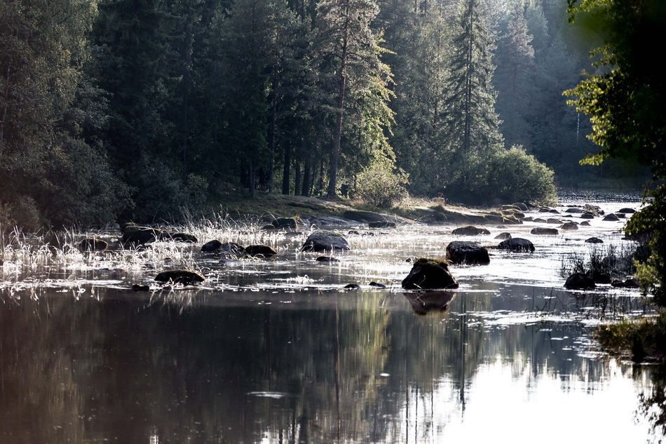 landscape of forest rivers under the morning sun