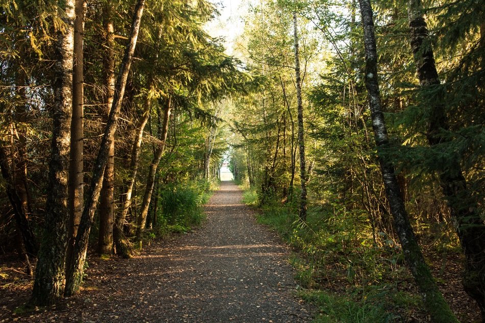 forest path at the evening light