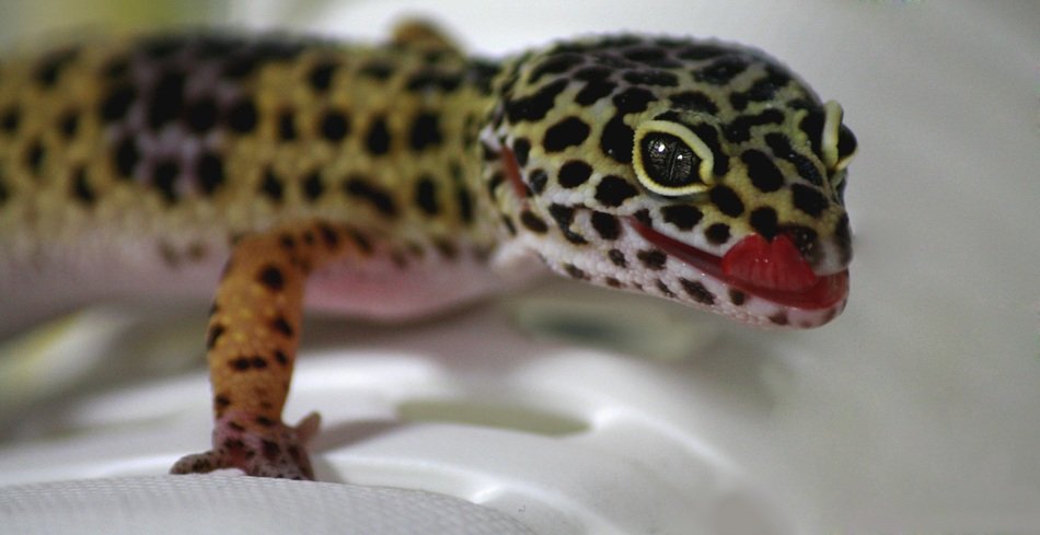 leoperdgecko closeup