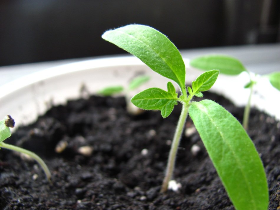 growing leaf in the pot close-up on blurred background