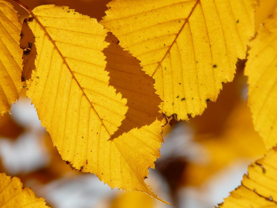 yellow dried autumn leaf