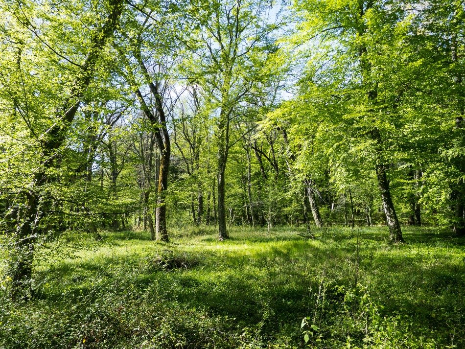 forest trees nature park landscape