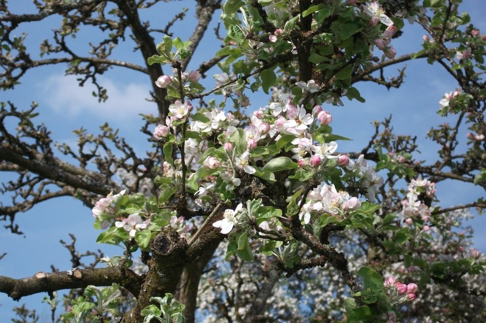 blossoms of apple tree at sky