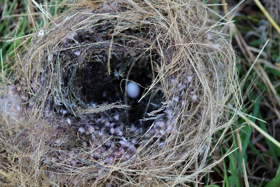 Picture of bird nest