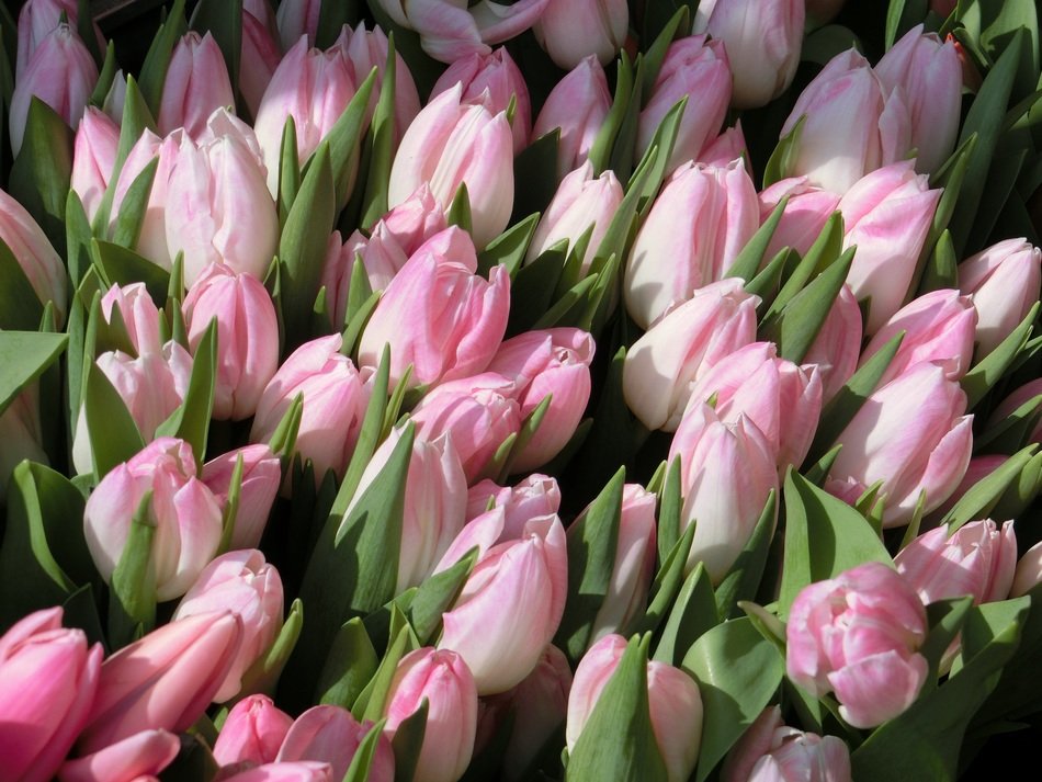 harvest of tender tulips