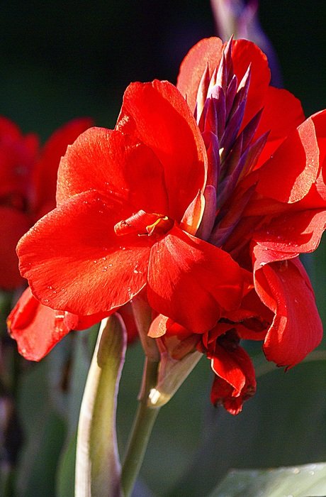 red kanna flowers