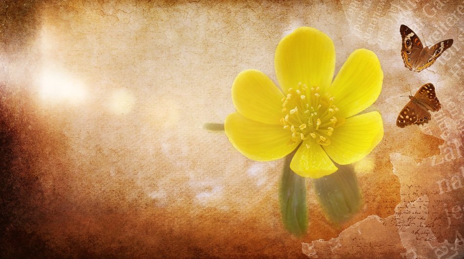 background with a potentilla flower