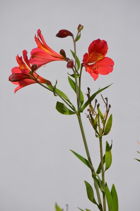red princess lily