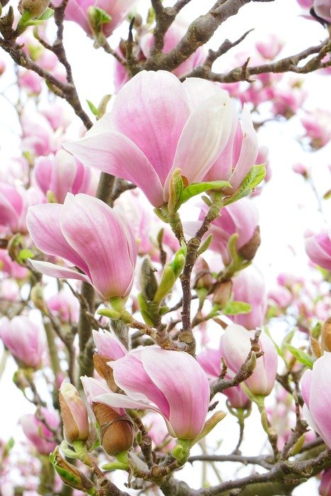 magnolia pink and white flowers