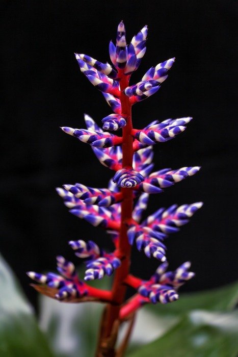 Beautiful purple and red, blooming flowers