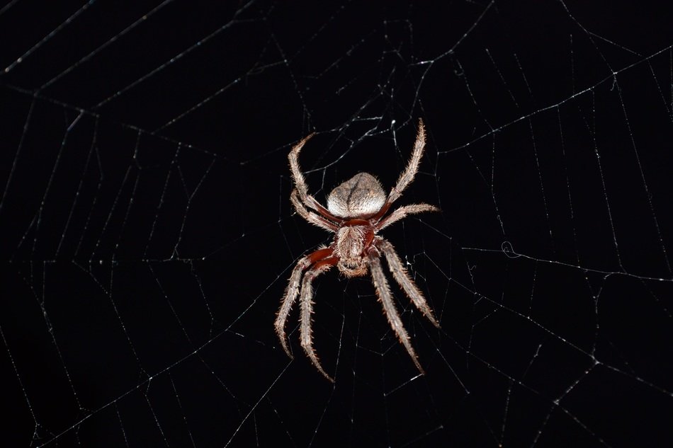 orb weaving spider on cobweb at darkness